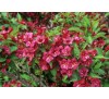 Вейгела цветущая Бристоль  Руби (Bristol Ruby)С2